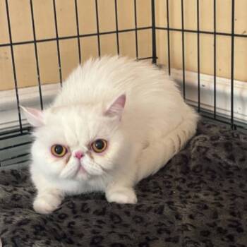 Moochi -  Persian Cat for Adoption in Fort Lauderdale, Florida - Moochi | PetCurious