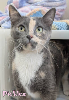 Rescue Domestic Short Hair Cats for Adoption in Mason, Michigan - Pickles | PetCurious