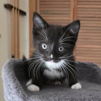 American Shorthair Cats Available for Adoption - Shaggy | PetCurious