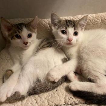 Star -  Domestic Short Hair Cat for Adoption in Dayton, Ohio - Star | PetCurious