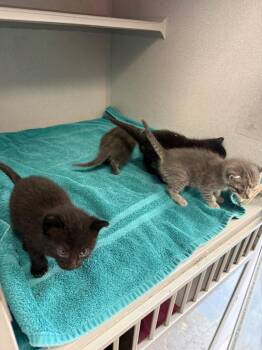 hl Lore -  Domestic Short Hair Cat for Adoption in Greencastle, Indiana - Hl Lore | PetCurious