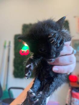 Sharpie -  Domestic Short Hair Cat for Adoption in The Woodlands, Texas - Sharpie | PetCurious