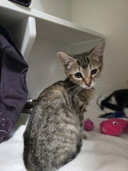 Shampoo -  Domestic Short Hair Cat for Adoption in Savannah, Georgia - Shampoo | PetCurious