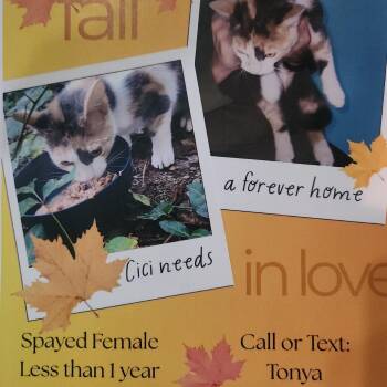 Domestic Short Hair Cats Available for Adoption in Roanoke, Virginia - Cici | PetCurious