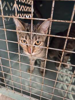 Rescue Domestic Short Hair Cats for Adoption in Bossier City, Louisiana - Laverne | PetCurious
