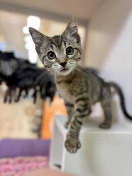 Piper (Needs Kitten Friend) -  Domestic Short Hair Cat for Adoption in Oakland, California - Piper (Needs Kitten Friend) | PetCurious