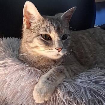 Salt -  Domestic Short Hair Cat for Adoption in Grand Rapids, Minnesota - Salt | PetCurious