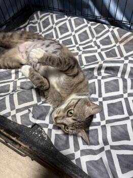 Rescue Domestic Short Hair Cats for Adoption in Midlothian, Texas - Layla | PetCurious