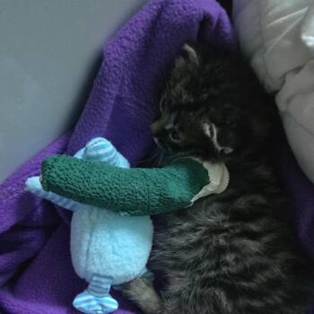 Hawk -  American Shorthair Cat Available for Adoption in Spring Hill, Kansas - Hawk | PetCurious