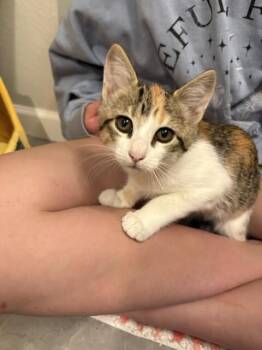 Aberdeen -  Domestic Short Hair Cat for Adoption in Fort Collins, Colorado - Aberdeen | PetCurious