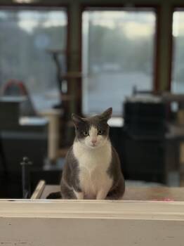 Domestic Short Hair Cats Available for Adoption in Grass Valley, California - Charlie | PetCurious