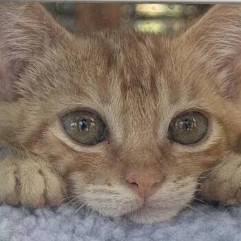 Cheeto* -  Domestic Short Hair Cat for Adoption in San Gabriel, California - Cheeto* | PetCurious