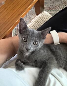 Oliver -  Russian Blue and Domestic Short Hair Cat for Adoption - Oliver | PetCurious