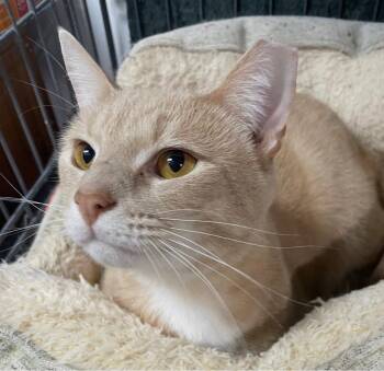 Bernie -  Domestic Short Hair Cat for Adoption in Broomall, Pennsylvania - Bernie | PetCurious