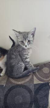 Rescue Domestic Short Hair and Tabby Cats for Adoption in Powder Springs, Georgia - Sweetart | PetCurious
