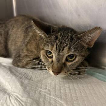 Skittles -  Domestic Short Hair Cat for Adoption in Fort Worth, Texas - Skittles | PetCurious