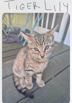 Rescue Domestic Short Hair Cats for Adoption in Panama City, Florida - Tiger Lily | PetCurious