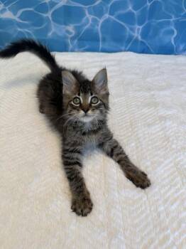 Magnum (Bonded with Trojan) -  Domestic Long Hair Cat for Adoption in Wheaton, Illinois - Magnum (Bonded With Trojan) | PetCurious
