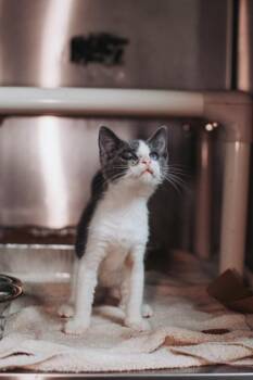 95504A Marla -  Domestic Short Hair Cat for Adoption in North Charleston, South Carolina - 95504A Marla | PetCurious