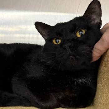 Oscar -  Domestic Short Hair Cat Available for Adoption in Traverse City, Michigan - Oscar | PetCurious