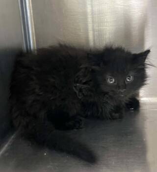 Ember -  Domestic Medium Hair Cat for Adoption in Austin, Minnesota - Ember | PetCurious