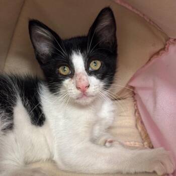 Velcro -  Domestic Short Hair Cat for Adoption in League City, Texas - Velcro | PetCurious