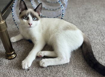 Rescue Siamese and Domestic Short Hair Cats for Adoption in Seal Beach, California - Johnny | PetCurious