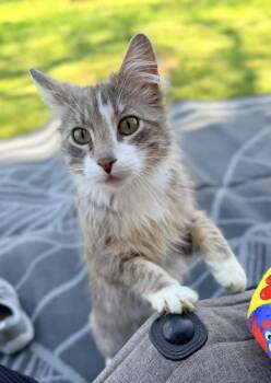 Phineas -  Domestic Medium Hair Cat for Adoption in Glenwood, Minnesota - Phineas | PetCurious