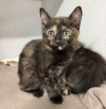 Penelope Pussycat -  Domestic Short Hair Cat for Adoption in Sacramento, California - Penelope Pussycat | PetCurious