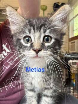 Metias Wheeler Ki. -  Domestic Long Hair Cat for Adoption in West Peoria, Illinois - Metias Wheeler Ki. | PetCurious