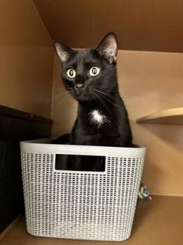 Domestic Short Hair Cats Available for Adoption in Seneca, South Carolina - Bug $50 | PetCurious