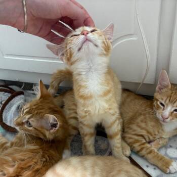 Lily -  Domestic Short Hair Cat for Adoption in Durham, North Carolina - Lily | PetCurious