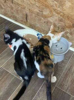 Nova -  American Shorthair Cat for Adoption in Roanoke, Alabama - Nova | PetCurious