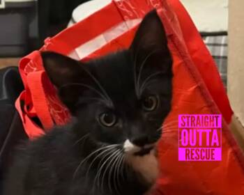 Rescue Tuxedo Cats for Adoption in Vancouver, British Columbia - Avery | PetCurious