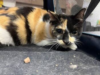 Domestic Short Hair Cats Available for Adoption - CALLIE | PetCurious