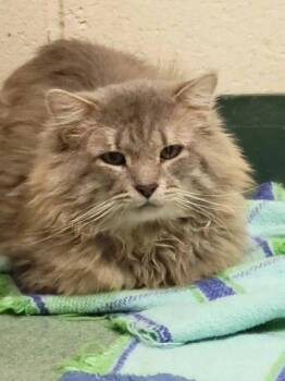 Romeo -  Domestic Medium Hair Cat for Adoption in Williamsport, Pennsylvania - Romeo | PetCurious