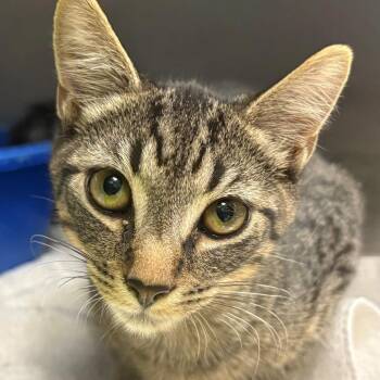 Jensen -  Domestic Short Hair Cat for Adoption in East Hanover, New Jersey - Jensen | PetCurious