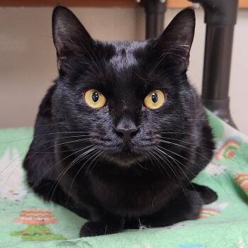Domestic Short Hair Cats Available for Adoption - Charlie | PetCurious