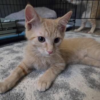 Pog -  Domestic Short Hair Cat for Adoption in Gibsonia, Pennsylvania - Pog | PetCurious