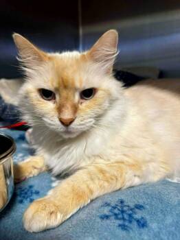 Domestic Short Hair and Siamese Cats Available for Adoption - Cinni | PetCurious