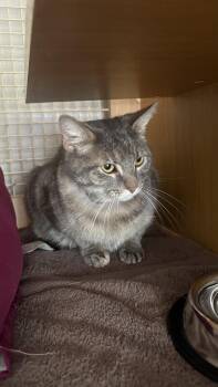 Domestic Short Hair Cats Available for Adoption in White Bluff, Tennessee - Ava | PetCurious