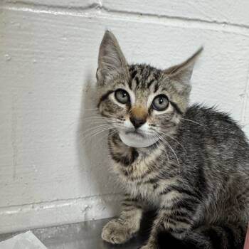 Binky -  American Shorthair Cat for Adoption in Birmingham, Alabama - Binky | PetCurious