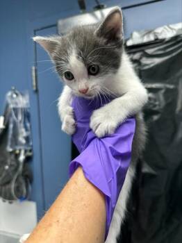 BISCUIT* -  Domestic Short Hair Cat Available for Adoption in Santa Cruz, California - BISCUIT* | PetCurious