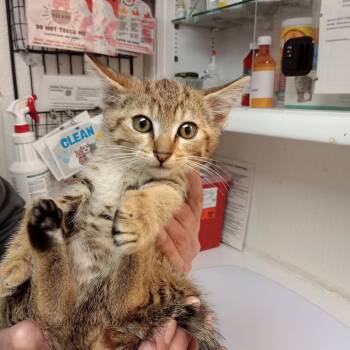 Russell -  Domestic Short Hair Cat for Adoption in Belfair, Washington - Russell | PetCurious