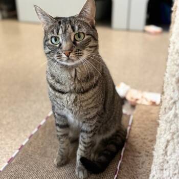 Bridget -  Domestic Short Hair Cat for Adoption in Sarasota, Florida - Bridget | PetCurious