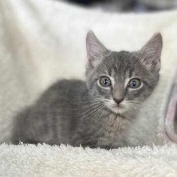 Kenny -  Domestic Short Hair Cat for Adoption in Blackfoot, Idaho - Kenny | PetCurious