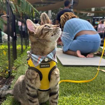 Domestic Short Hair Cats Available for Adoption in South Miami, Florida - Zion | PetCurious