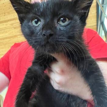 Domestic Short Hair Cats Available for Adoption in Leander, Texas - Apollo | PetCurious