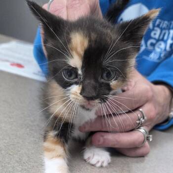 Cream soda -  Domestic Short Hair Cat for Adoption in Camden, Delaware - Cream Soda | PetCurious