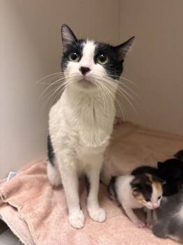 Oreo -  Domestic Short Hair Cat for Adoption in Hobbs, New Mexico - Oreo | PetCurious